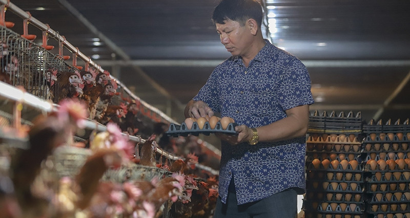 Giá trứng gà giảm còn hơn 1.000 đồng/quả vì tin đồn thất thiệt