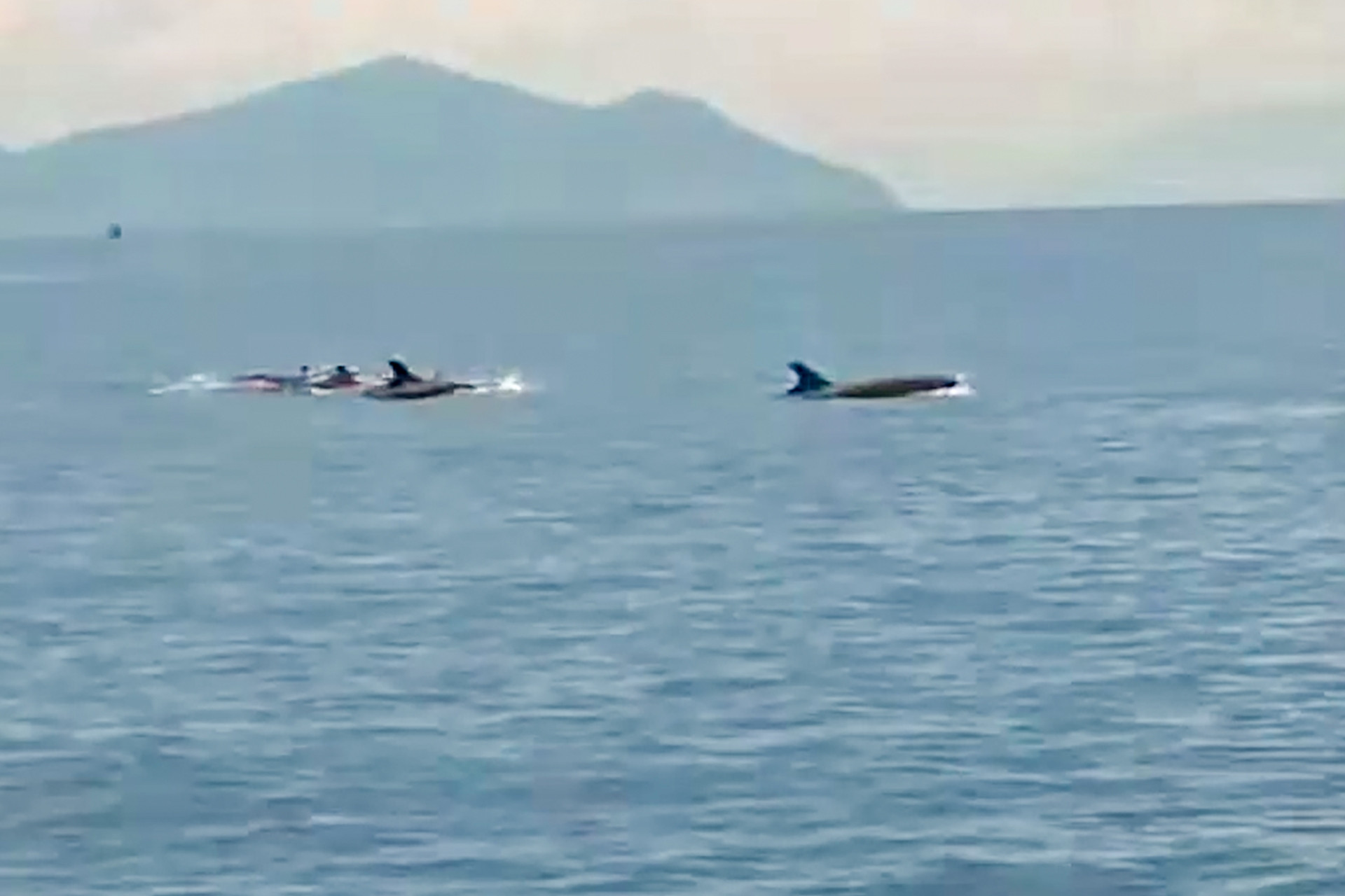 Khoảnh khắc đàn cá heo bơi gần thuyền ở Nha Trang gây sốt mạng xã hội