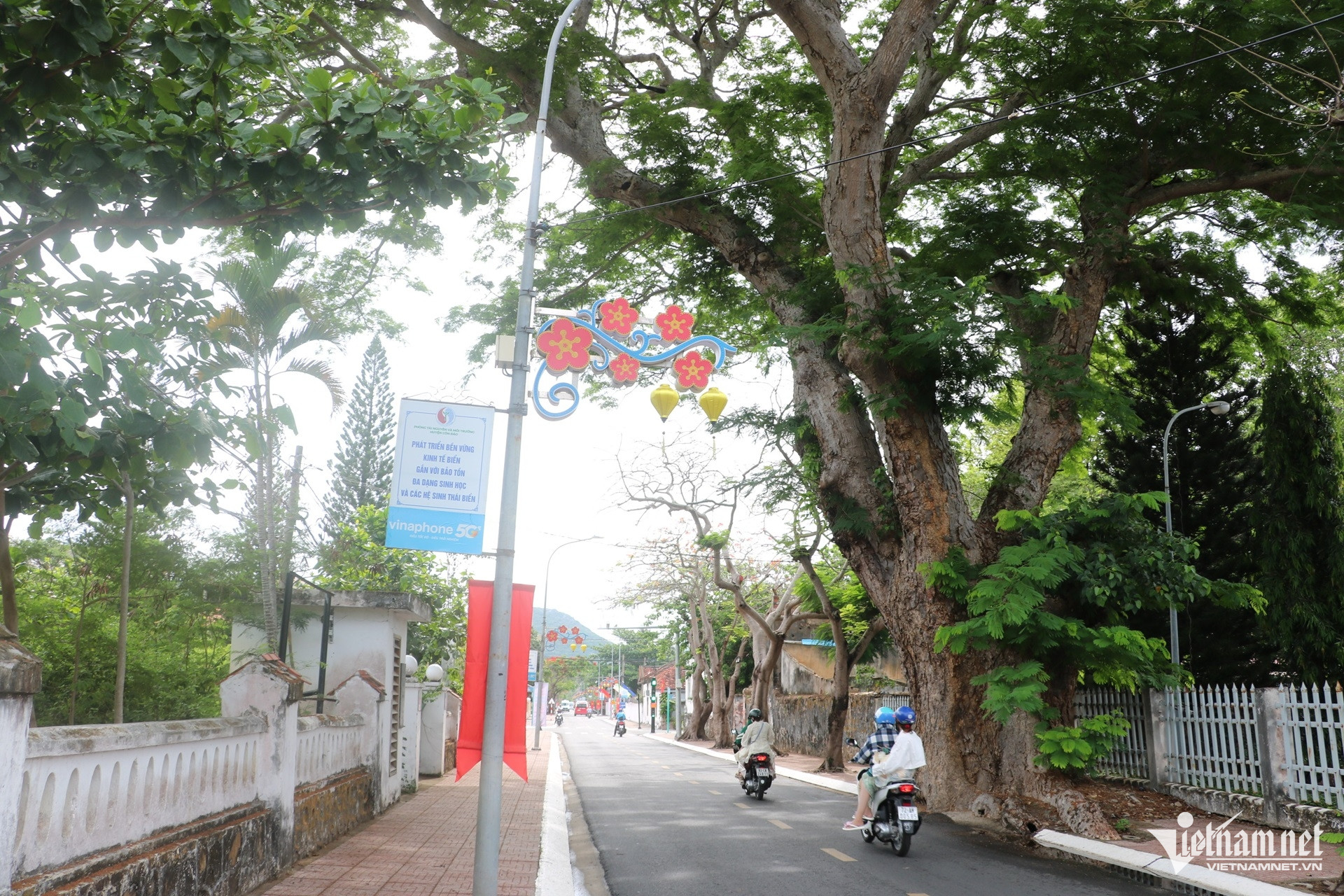 W-những cây bàng di sản hơn trăm tuổi ở vùng đất thiêng Côn Đảo 7.JPG.jpg