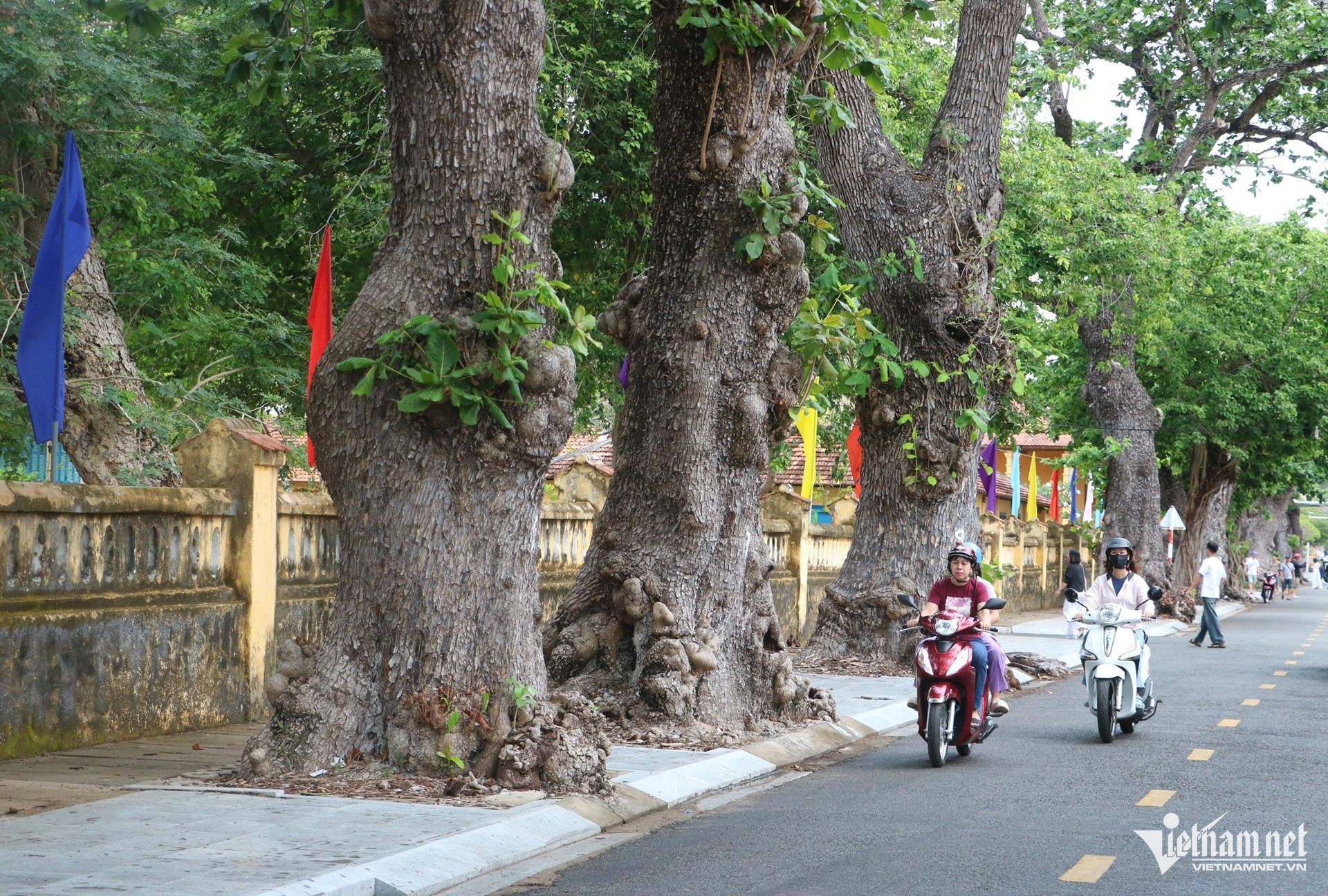 W-những cây bàng di sản hơn trăm tuổi ở vùng đất thiêng Côn Đảo..JPG.jpg