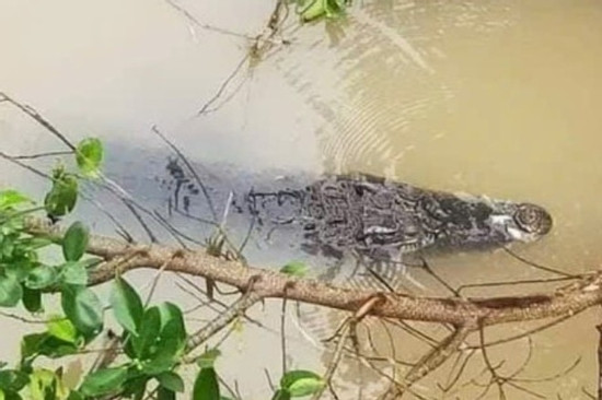 Cá sấu nổi trên kênh ở Long An, chính quyền cảnh báo khẩn
