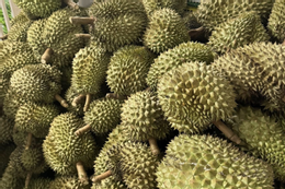 Sầu riêng gặp 'báo động đỏ' từ Trung Quốc, Chủ tịch hiệp hội gửi tâm thư đến Bộ trưởng