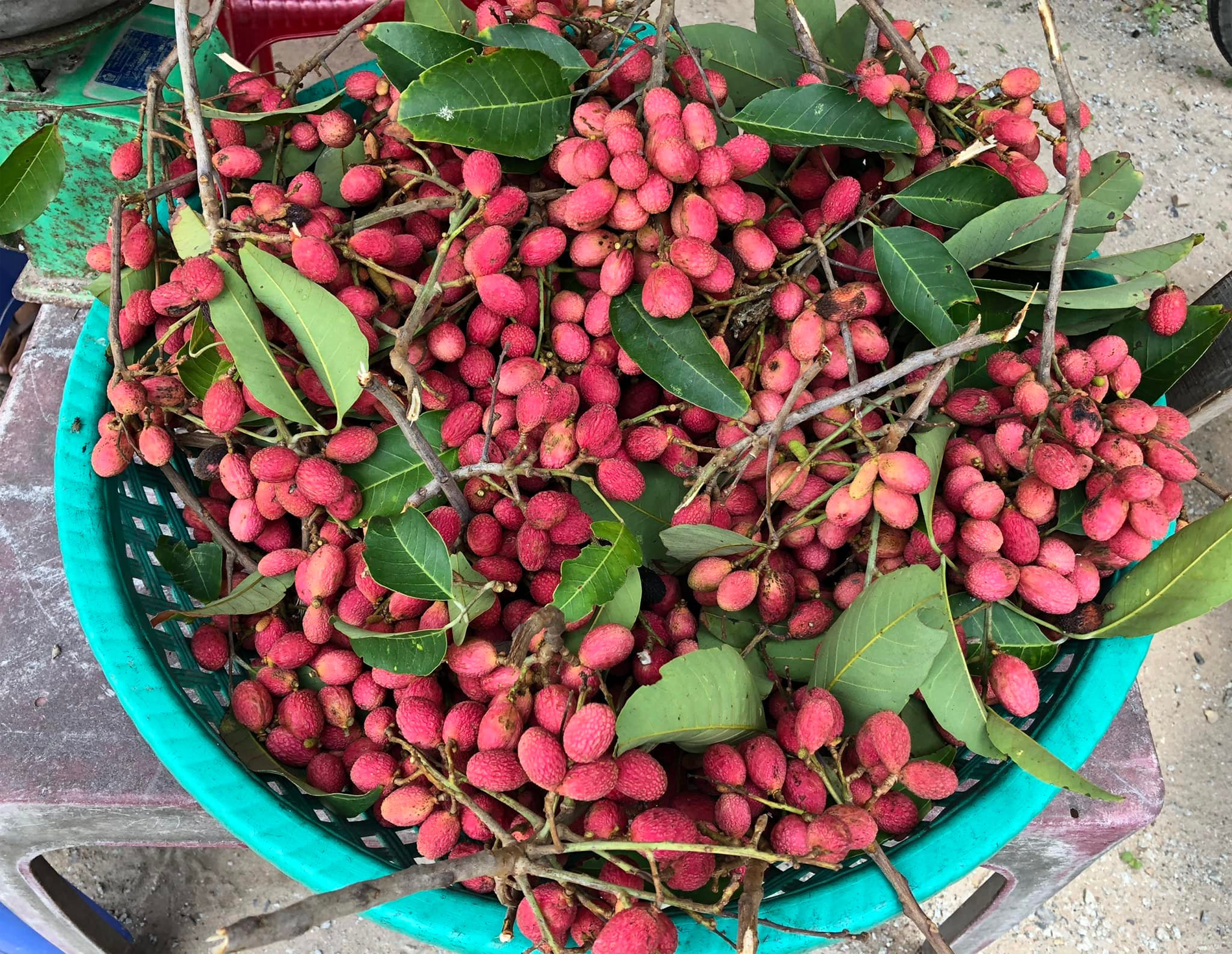 trái trường   vịnh tôn.png