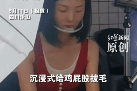 Video nhổ lông phao câu gà hút 5 triệu lượt xem, giúp chủ quán kiếm bộn tiền