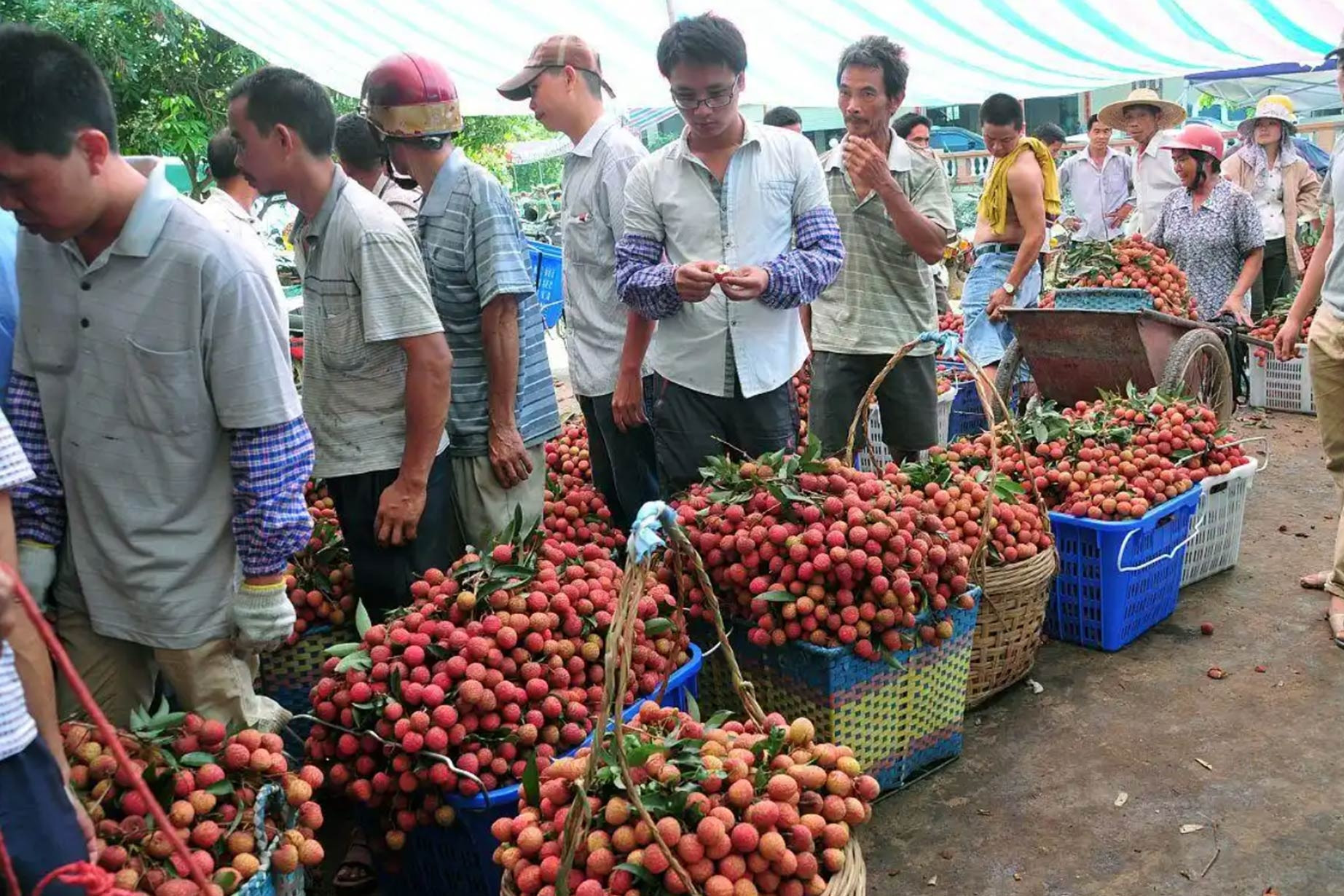 Loạt trái cây quý tộc Trung Quốc giảm giá sâu, có loại quả 'ba mùa đổ bộ một lúc'