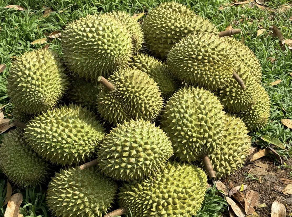 sau rieng