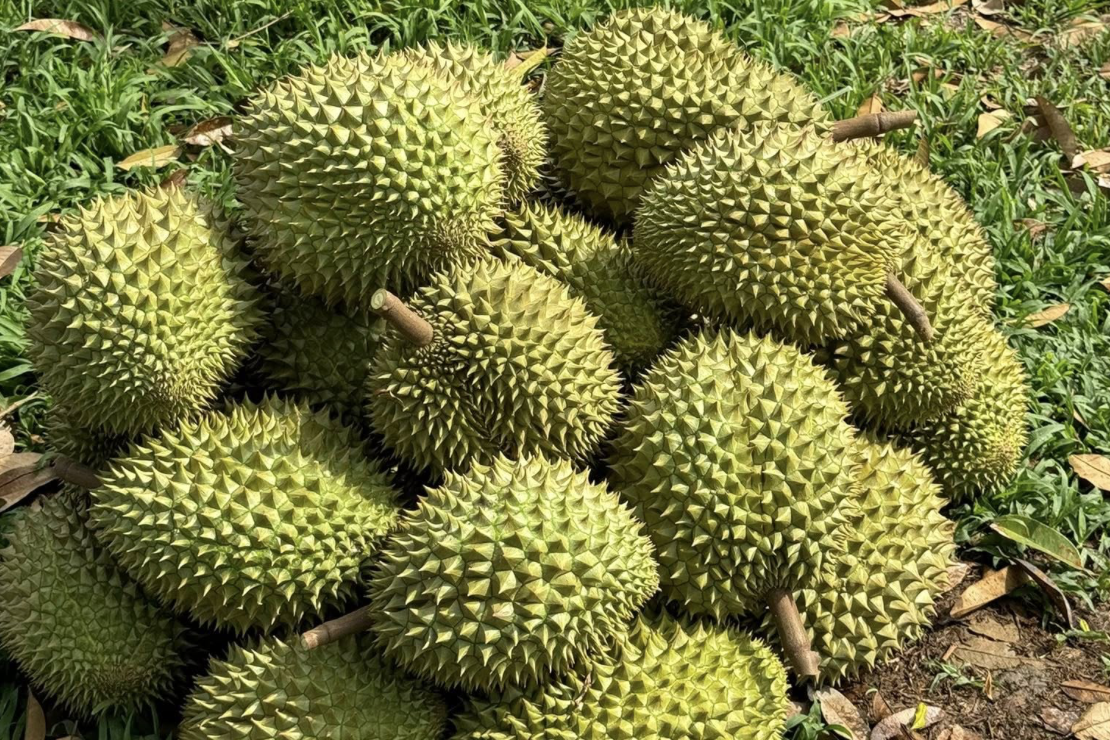 Sầu riêng thu tỷ USD từ thị trường Trung Quốc mỗi năm, nhiều khâu vẫn thờ ơ lạ thường