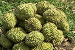 Sầu riêng thu tỷ USD từ thị trường Trung Quốc mỗi năm, nhiều khâu vẫn thờ ơ lạ thường