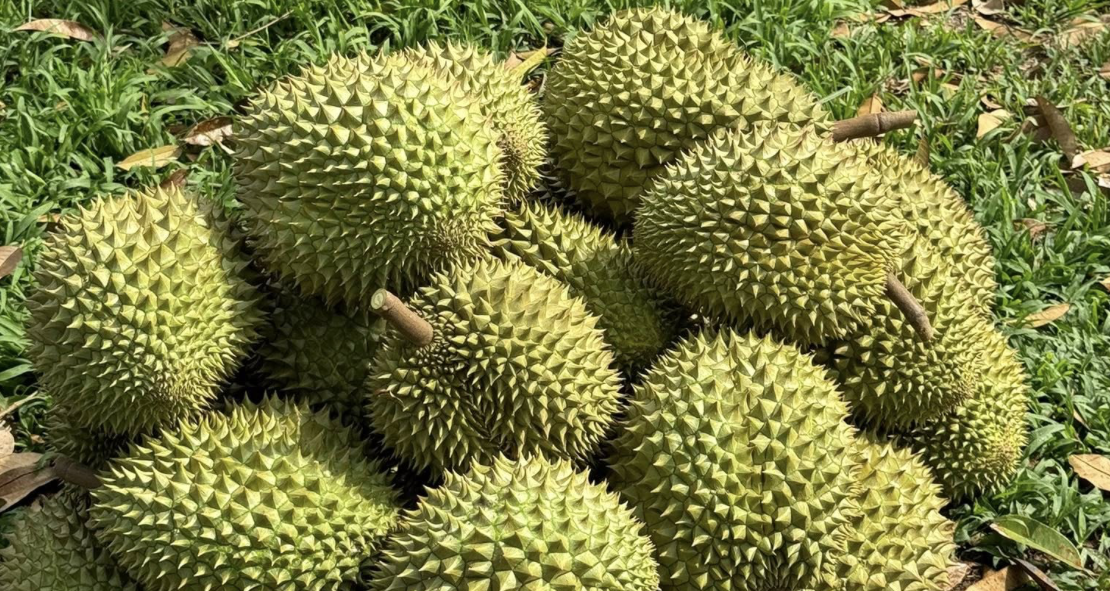 Sầu riêng thu tỷ USD từ thị trường Trung Quốc mỗi năm, nhiều khâu vẫn thờ ơ lạ thường