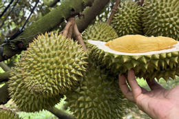 Kiểm tra sầu riêng xuất sang Trung Quốc, Cục trưởng hé lộ kết quả ban đầu