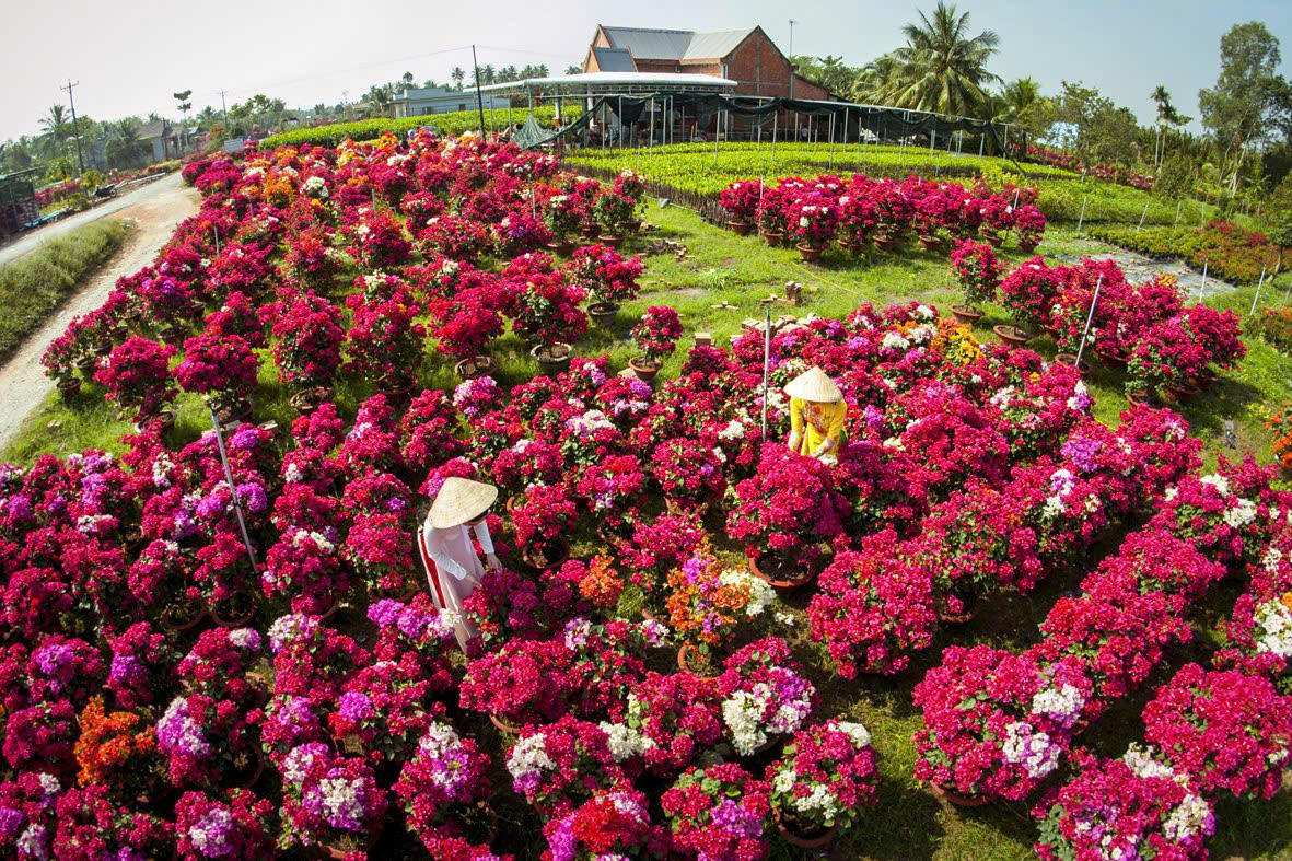 Làng hoa chợ lách