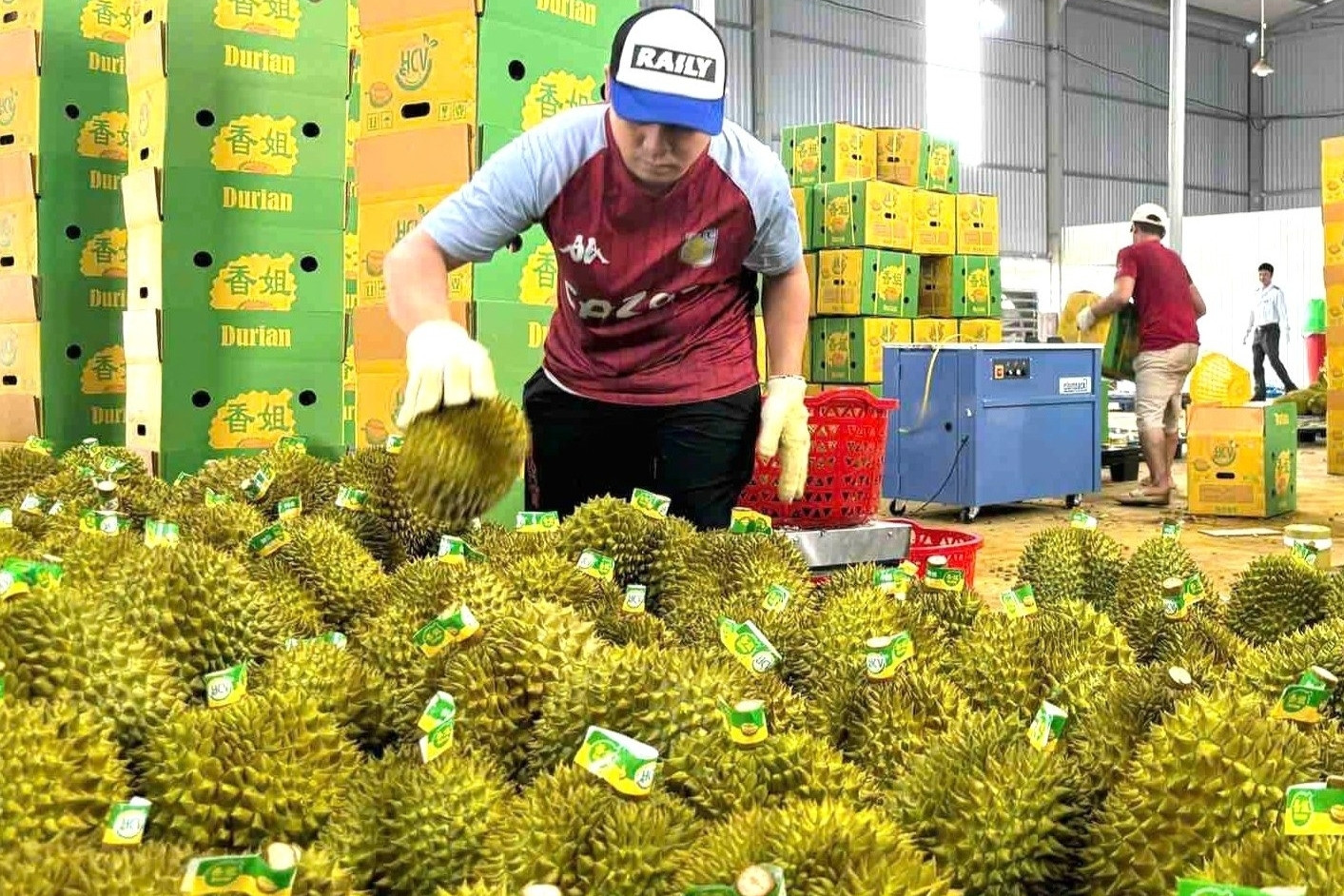 Thủ tướng chỉ đạo 'nóng' về xuất khẩu sầu riêng, giao công an điều tra việc gian lận