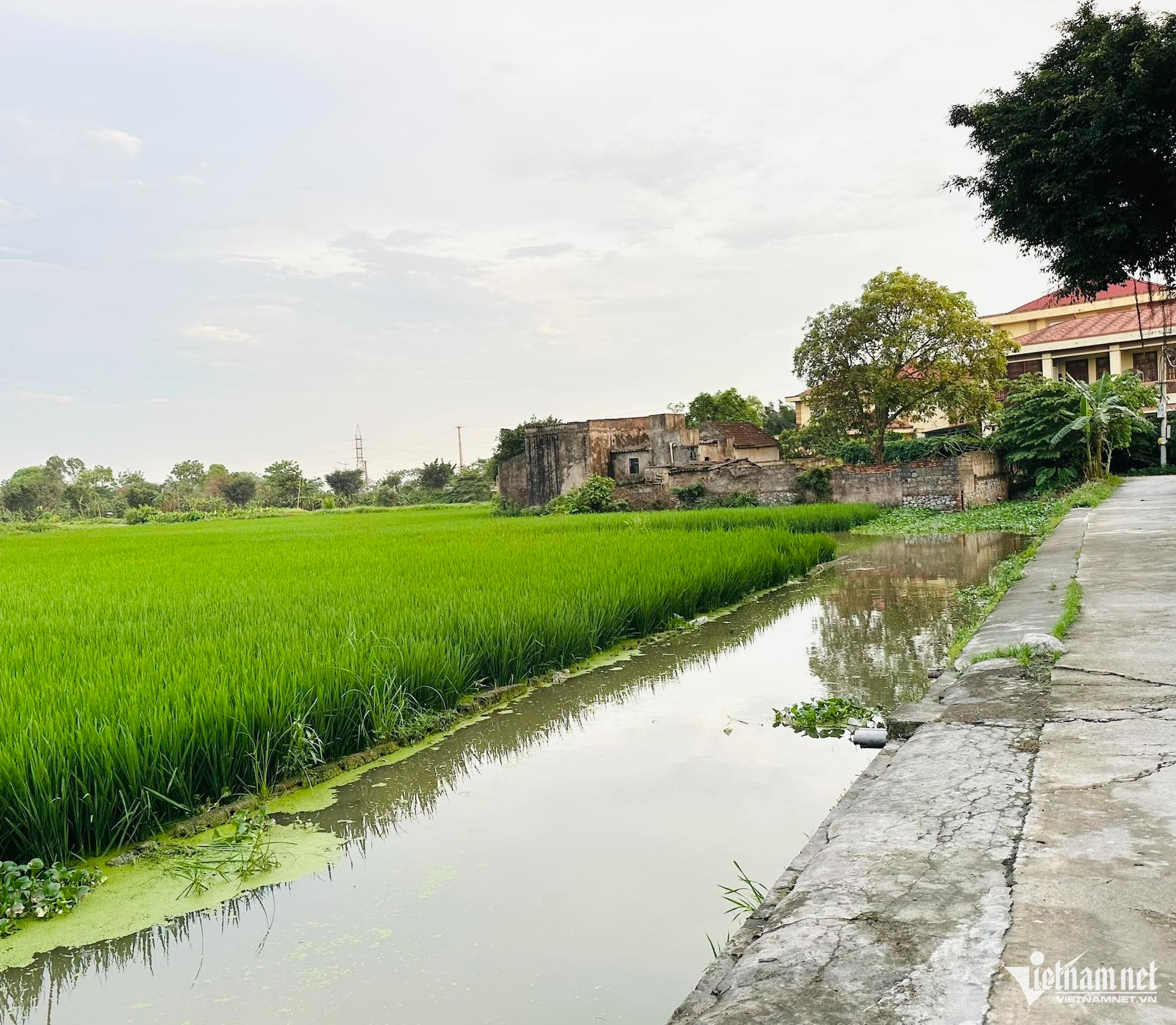 W-dat dai vietnamnet.jpg