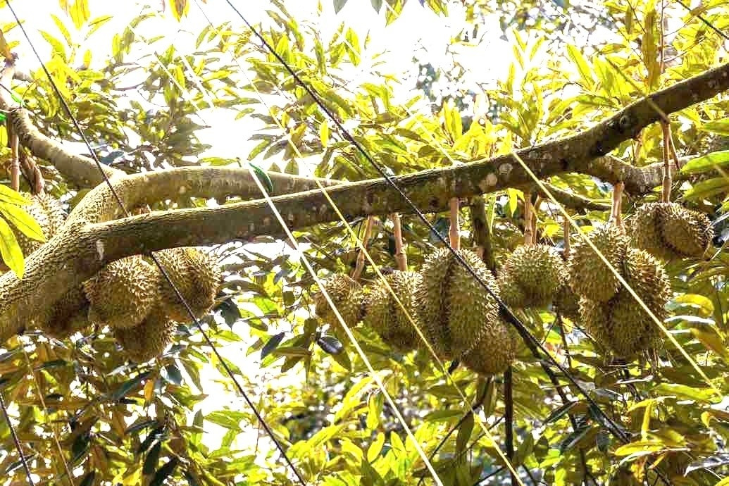 Bảo vệ nghiêm ngặt sầu riêng, 'thủ phủ trái cây tỷ USD' kiến nghị khẩn lên bộ