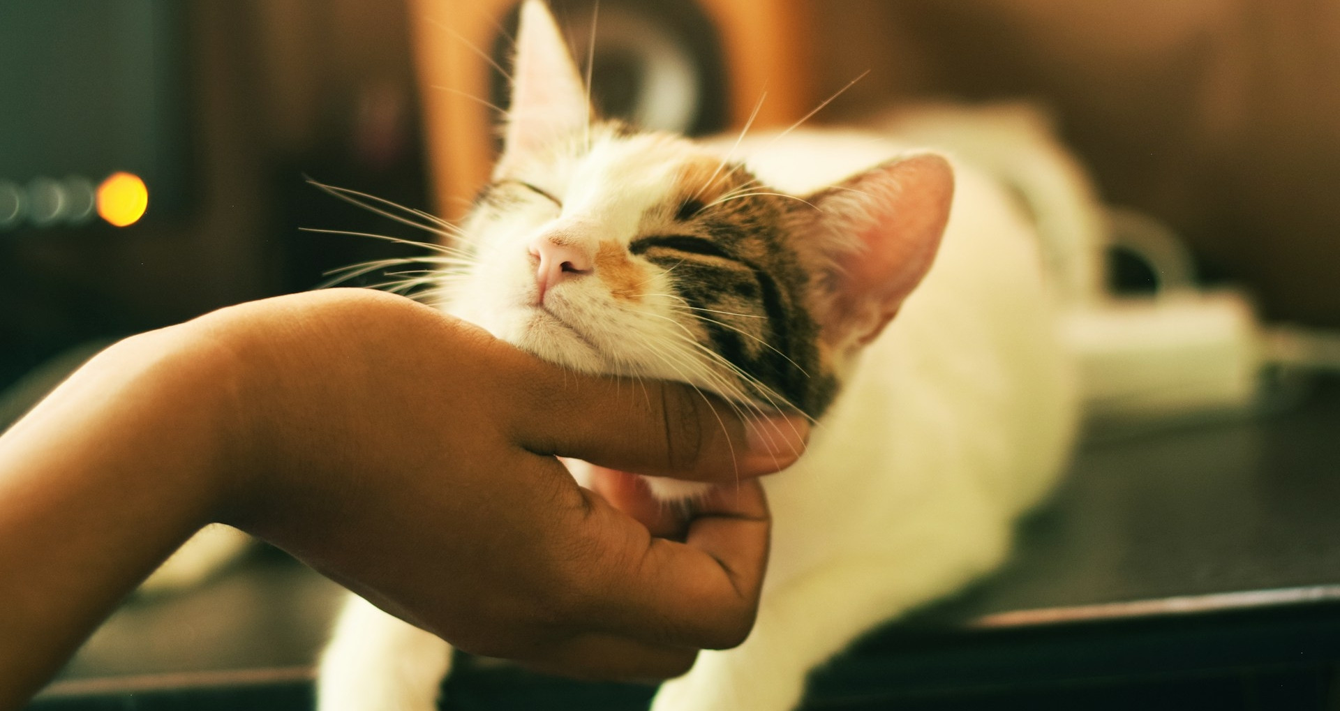 Người phụ nữ bị kiện vì thường xuyên cho mèo nhà hàng xóm ăn