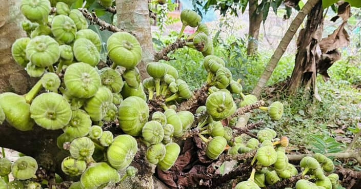 Quả đặc sản sóng sánh mật, sai trĩu từ gốc đến ngọn, ăn kèm thịt luộc càng ngon