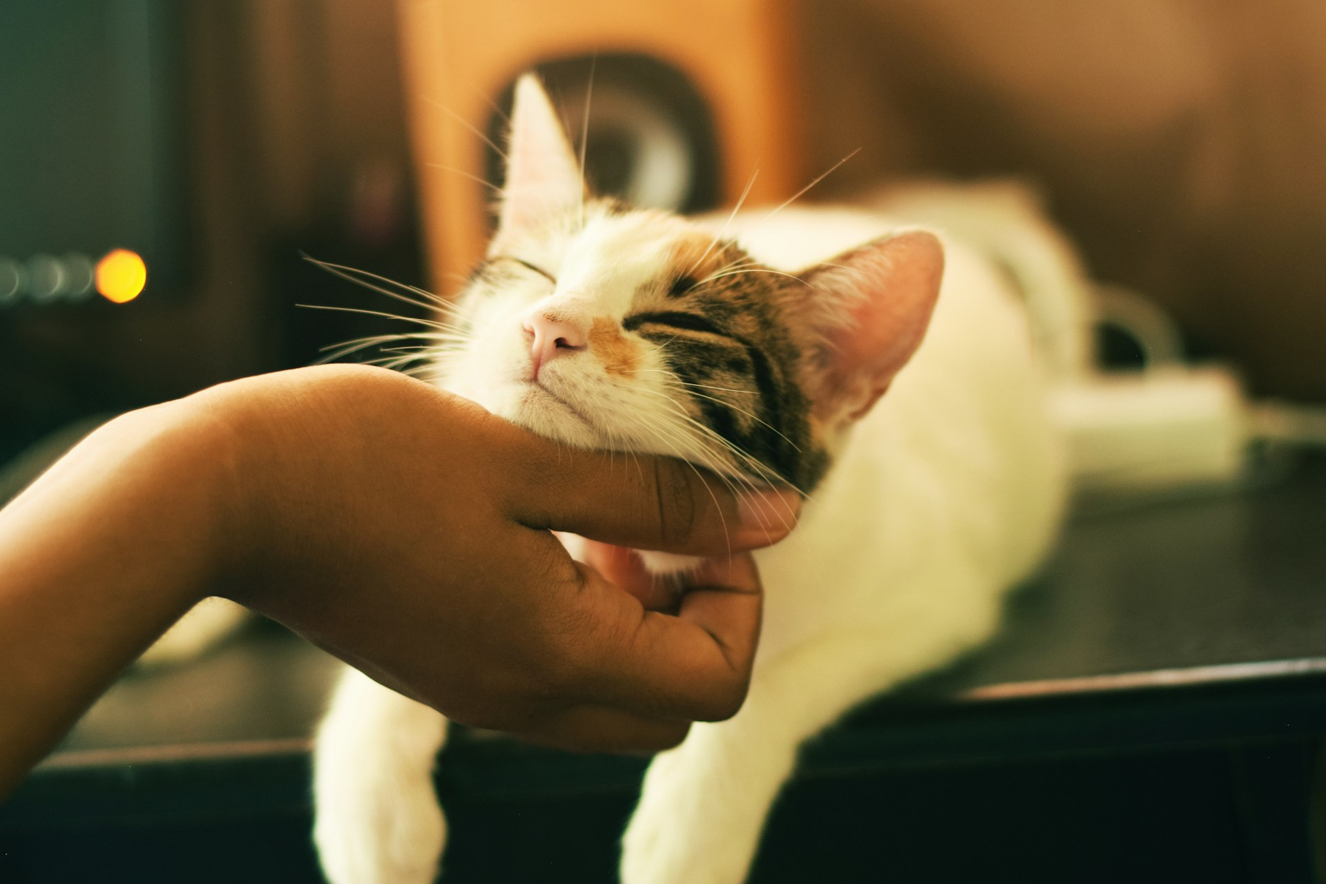 yerlin matu GtwiBmtJvaU unsplash (1).jpg