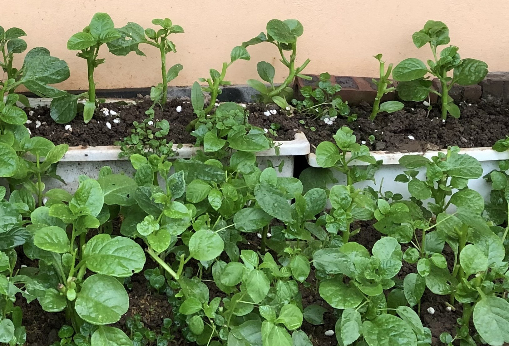 3 không khi ăn rau mồng tơi