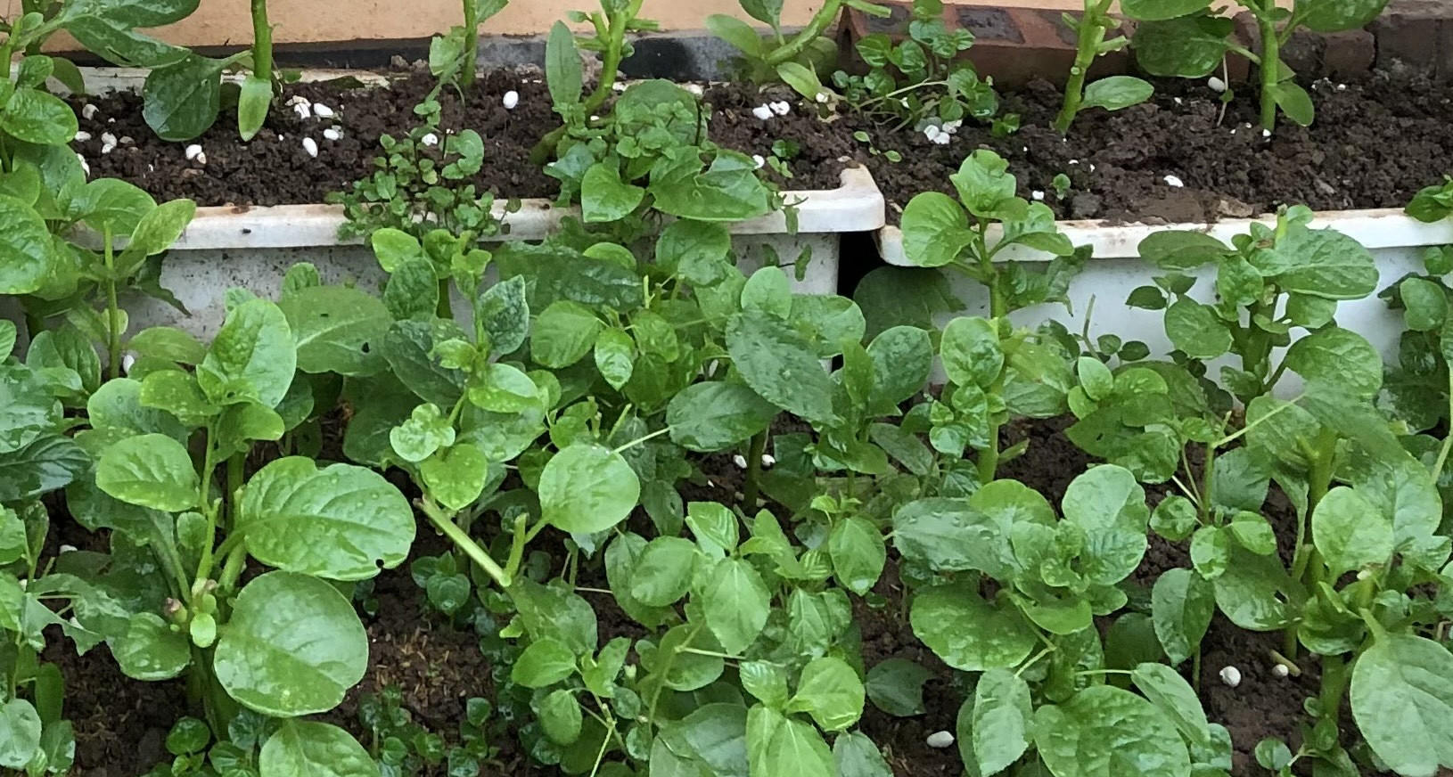 3 không khi ăn rau mồng tơi