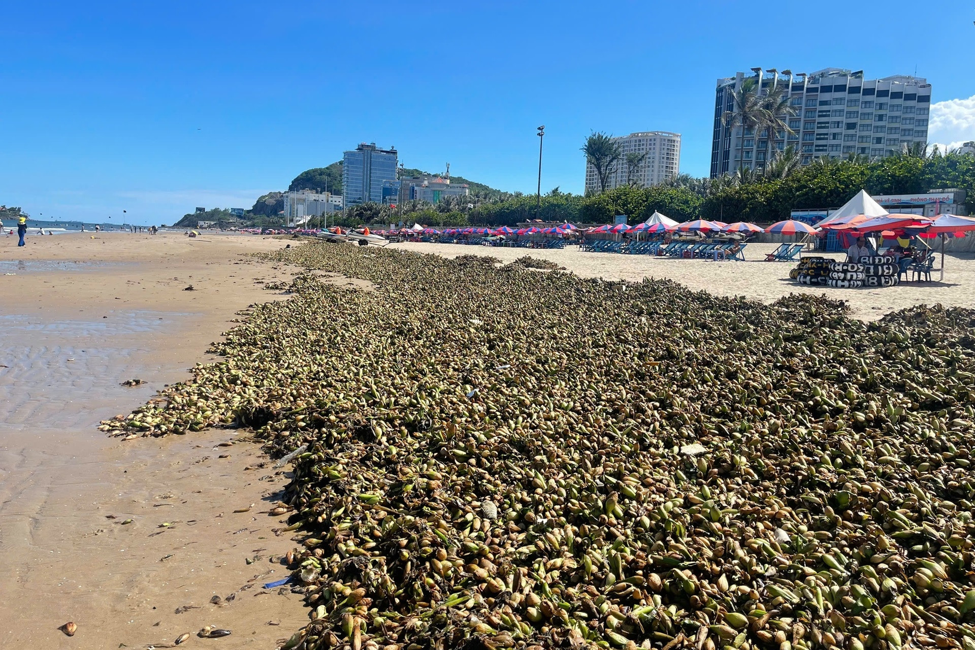 Cảnh tượng khó coi bủa vây bãi biển Vũng Tàu khiến trăm người phải khó nhọc xử lý