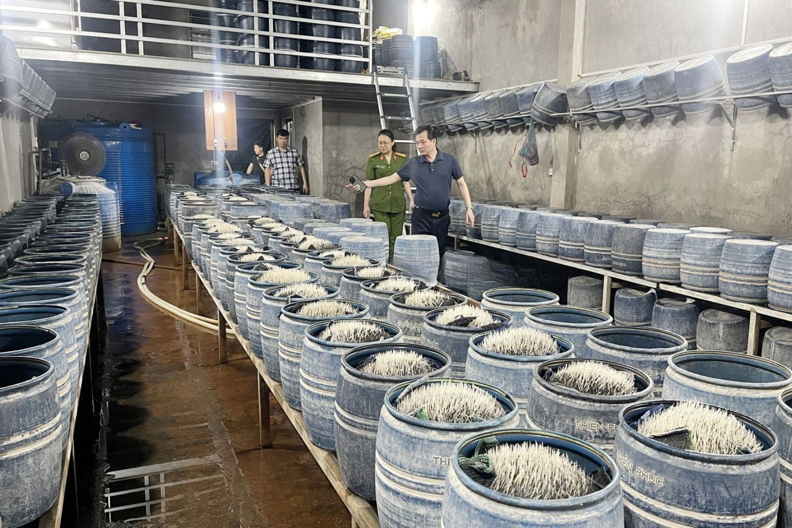 Ngâm ủ giá đỗ bằng chất cấm pha nước vôi rồi 'tuồn' ra thị trường gần 350 tấn
