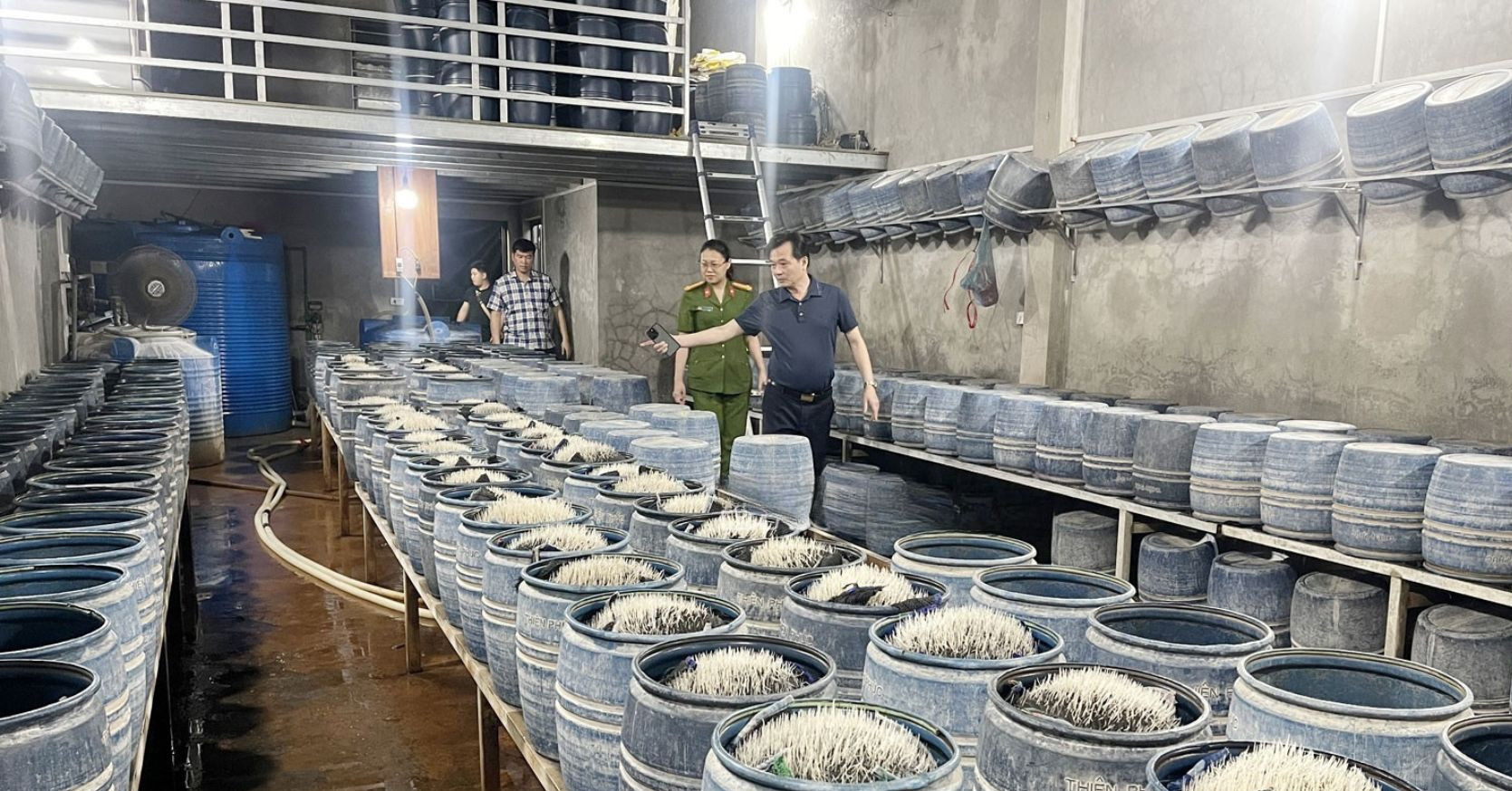 Ngâm ủ giá đỗ bằng chất cấm pha nước vôi rồi 'tuồn' ra thị trường gần 350 tấn