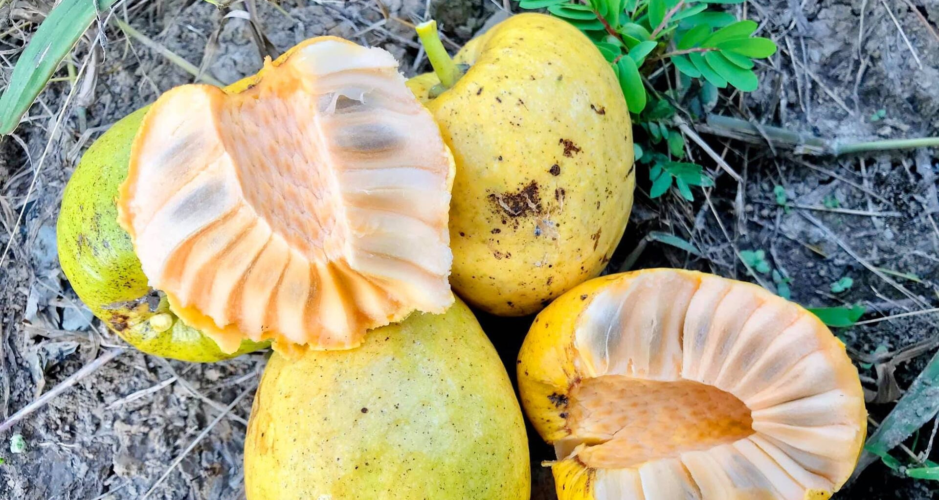 Quả dại vàng ươm, thơm nức, xưa rụng đầy gốc nay phải 'săn lùng' mới có