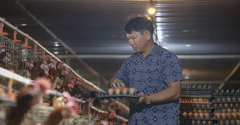 Giá trứng gà giảm còn 1.300 đồng/quả, người nuôi kêu phải cầm cố hết "sổ đỏ của nhà và chị gái"