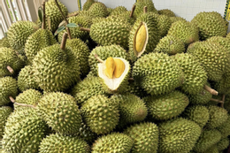 Sầu riêng bị Trung Quốc trả về, DN gửi thẳng lên Thủ tướng một chuyện bất thường
