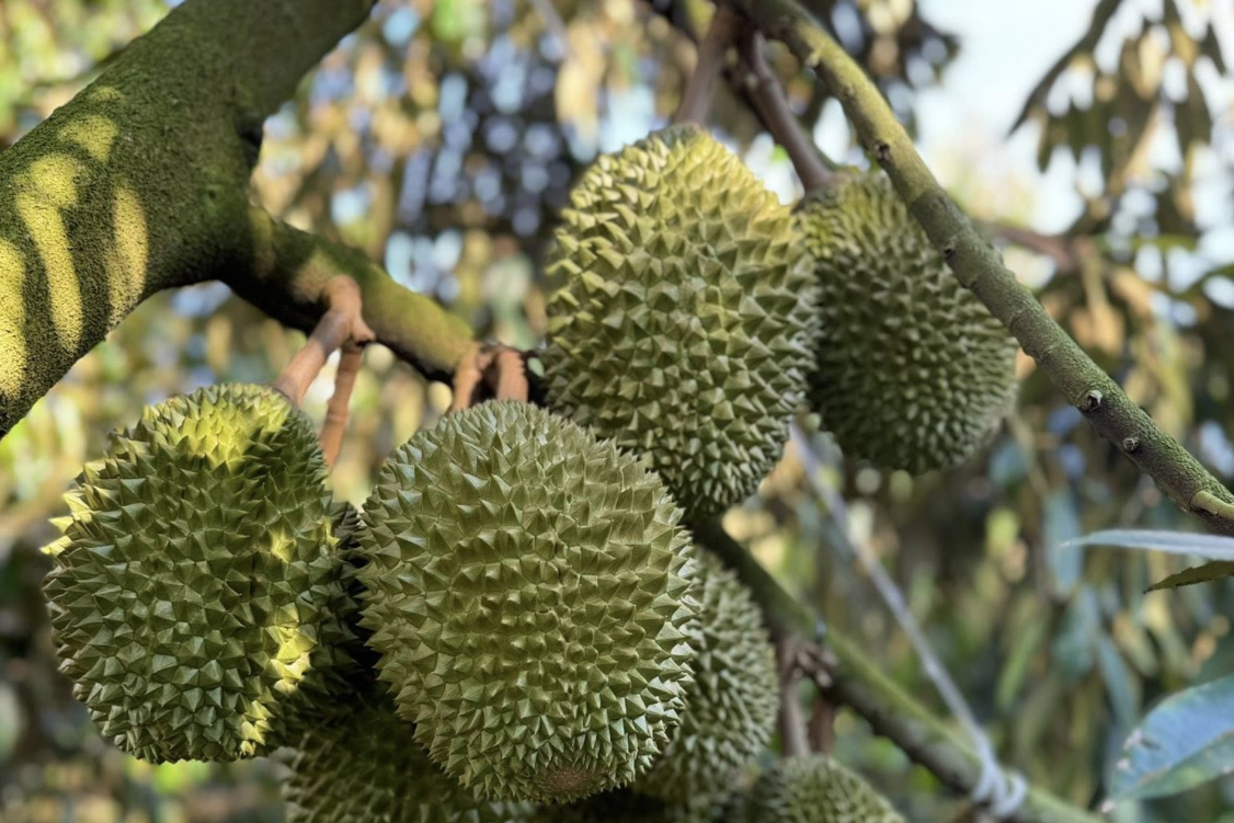 Trung Quốc thống nhất gỡ vướng xuất khẩu sầu riêng Việt Nam, sẽ có 'luồng xanh'