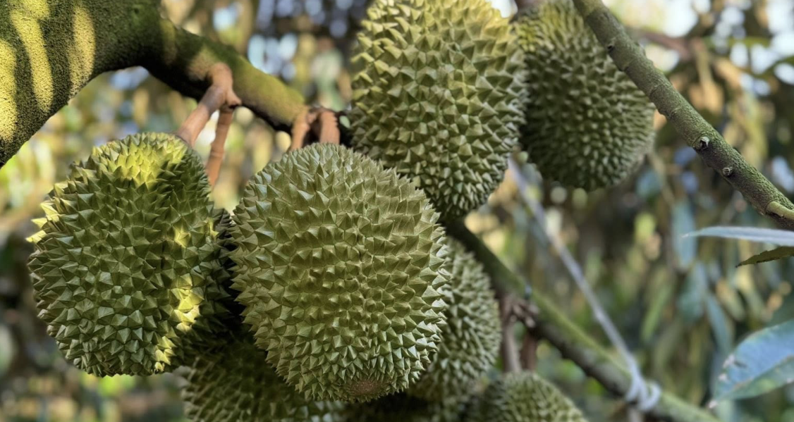 Trung Quốc thống nhất gỡ vướng xuất khẩu sầu riêng Việt Nam, sẽ có "luồng xanh"