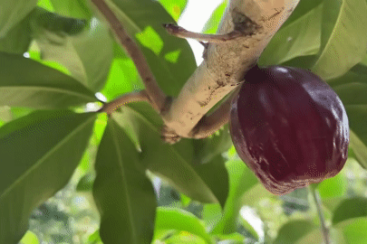 Quả ở miền Tây 'nửa roi, nửa điều', ăn thơm ngon, có tiền cũng khó mua