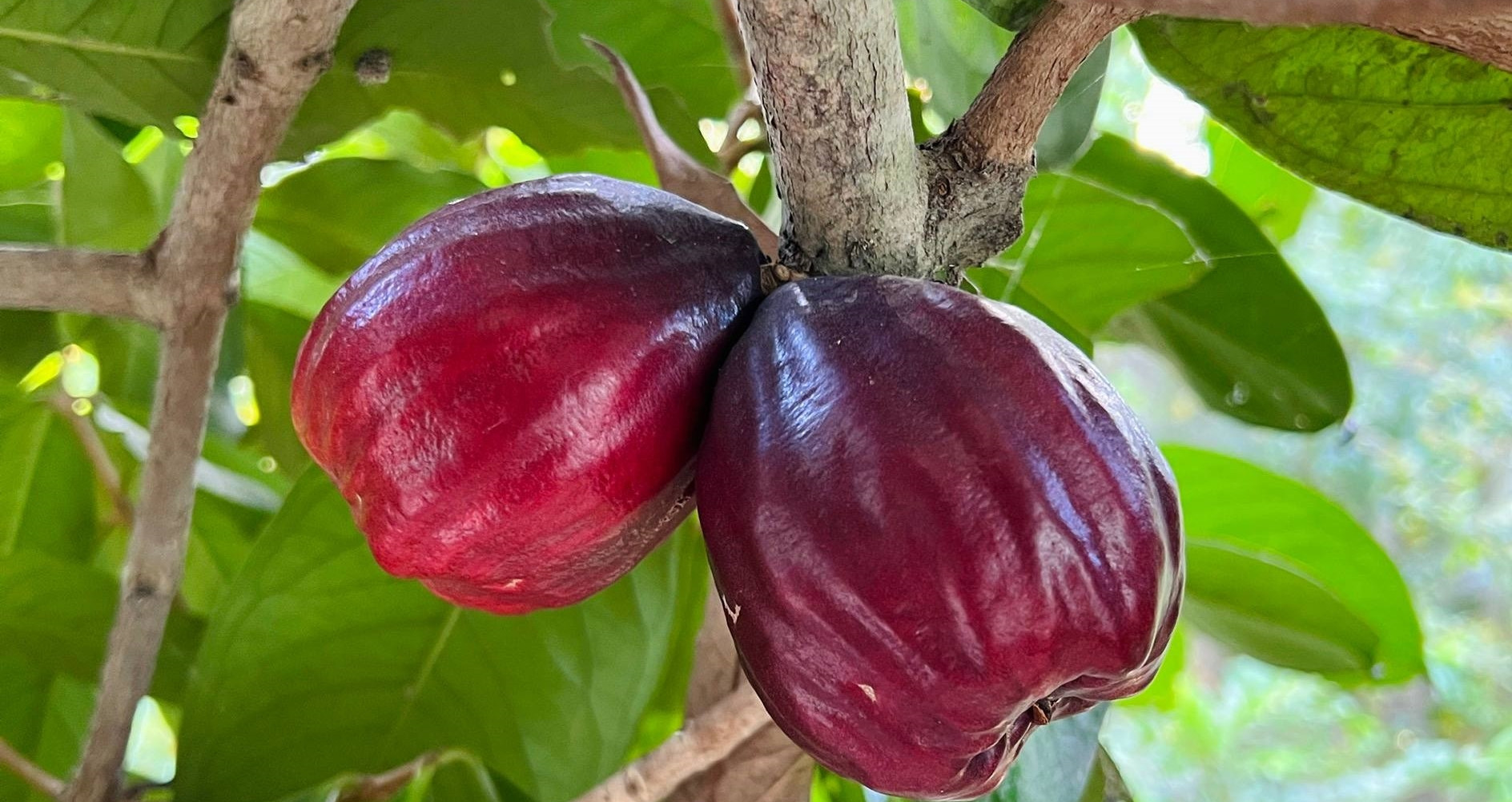 Quả ở miền Tây 'nửa roi, nửa điều', ăn thơm ngon, có tiền cũng khó mua