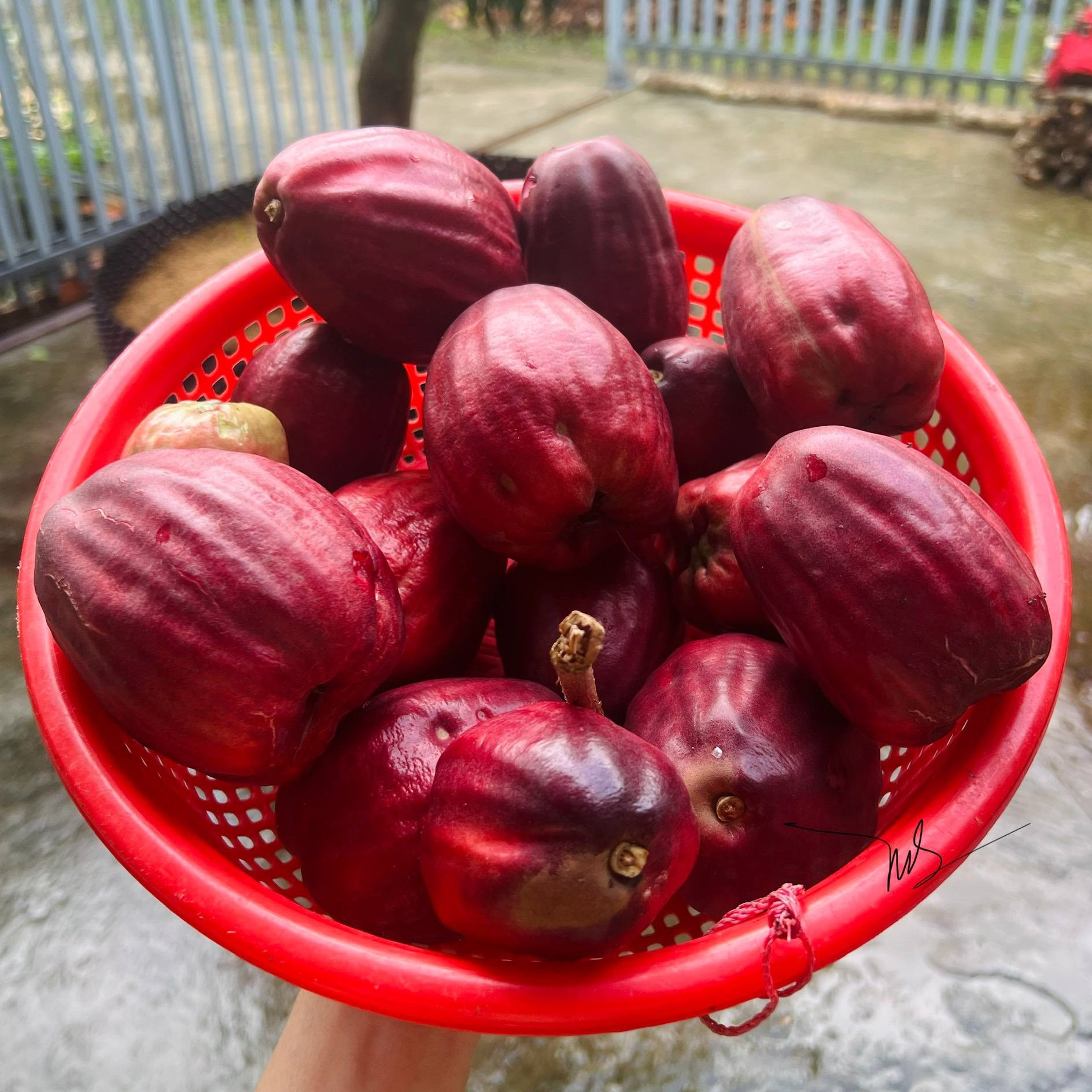 trái mận điều miền tây