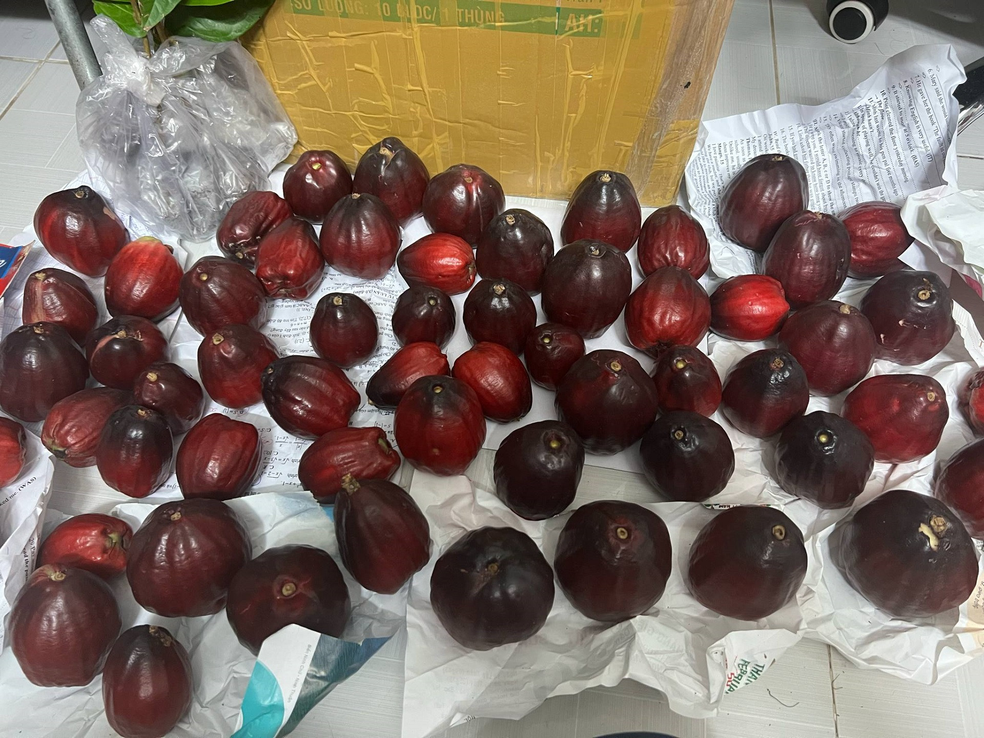 trái mận điều miền tây