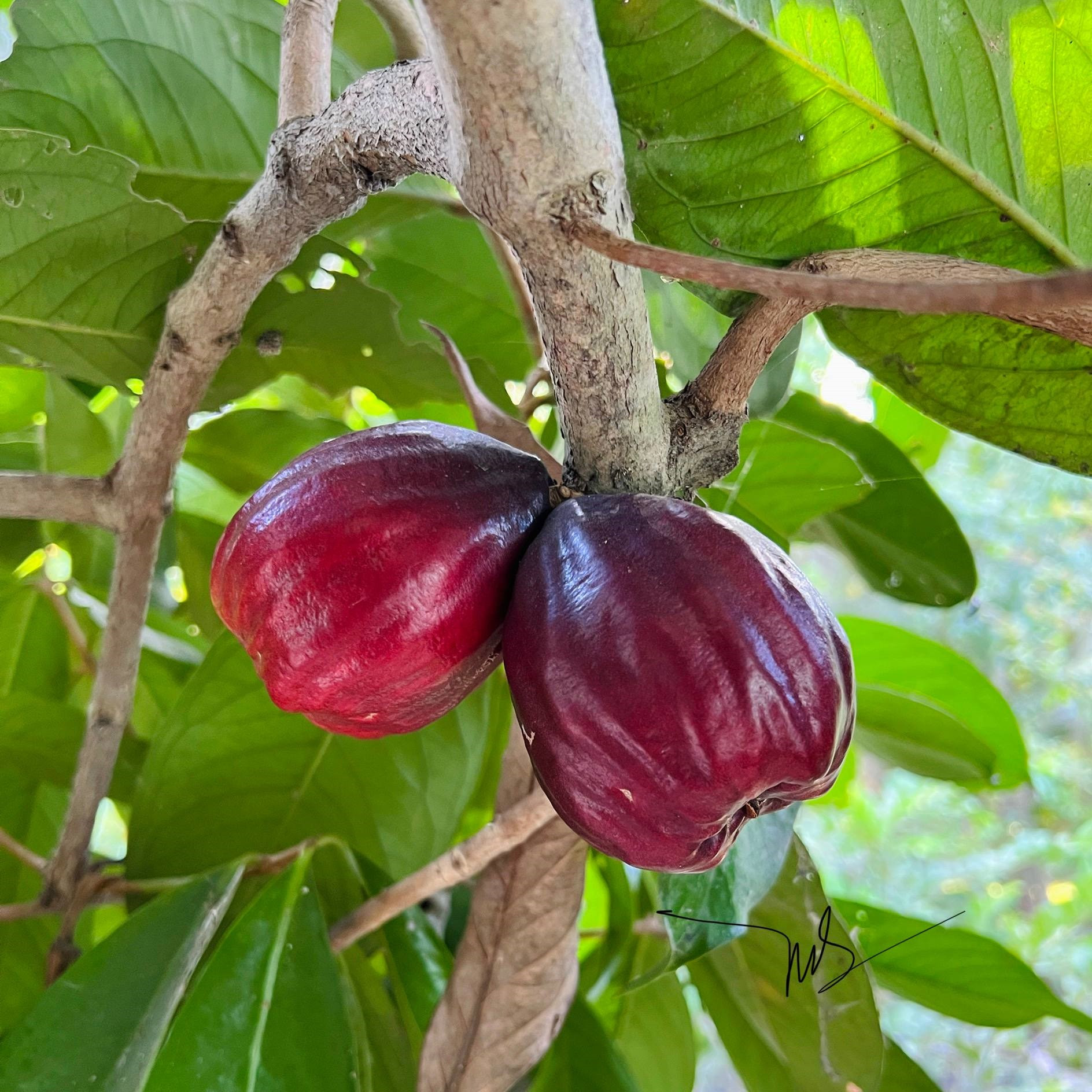 trái mận điều miền tây