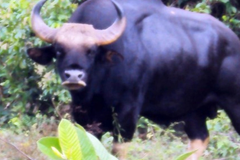 Bò tót húc tử vong nhân viên bảo vệ rừng