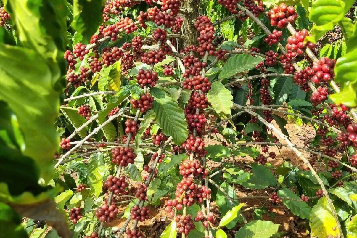 Cà phê có nhiều ưu thế xuất khẩu sang thị trường Anh