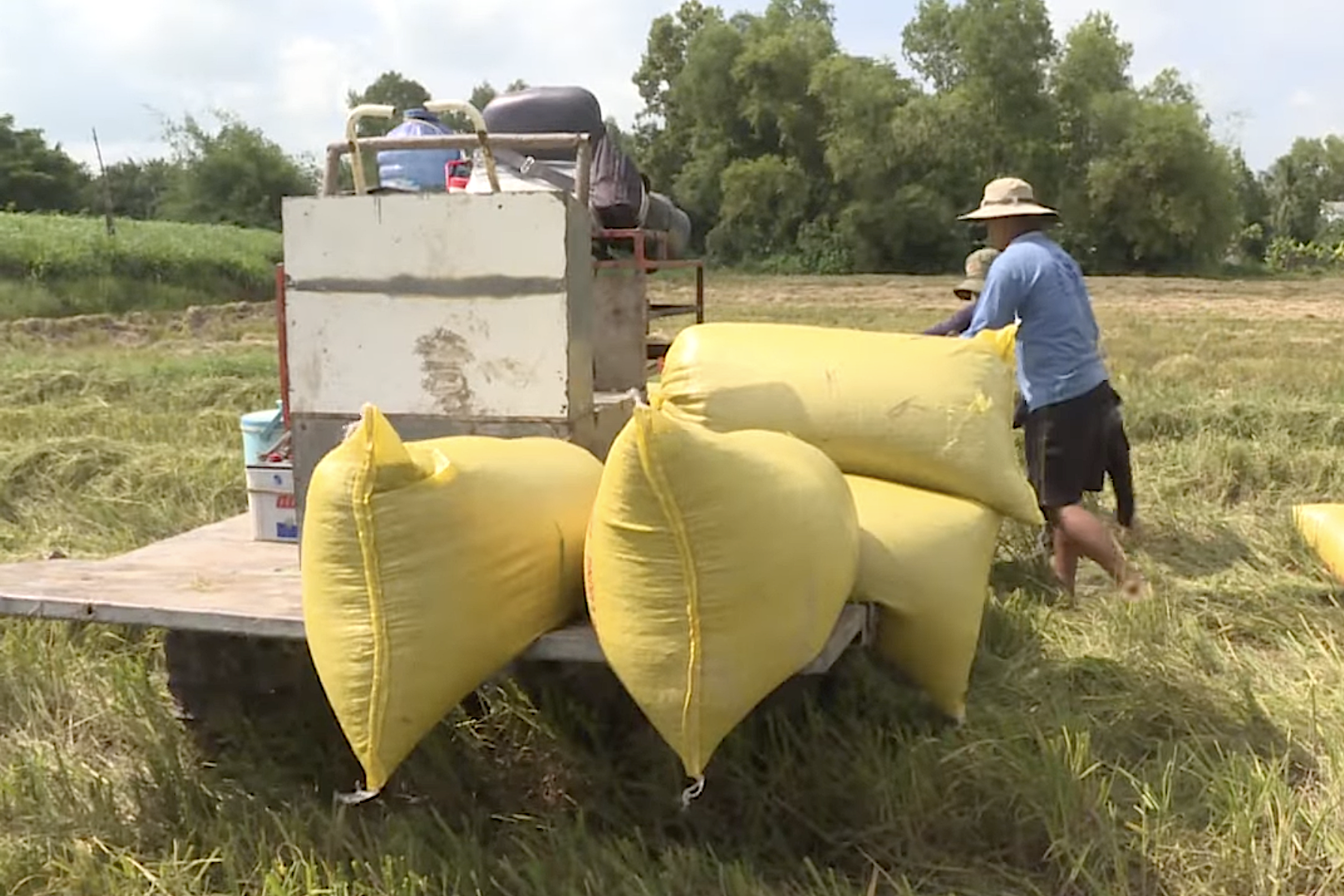Cơ hội mở rộng dư địa cho gạo Việt Nam tại thị trường Anh