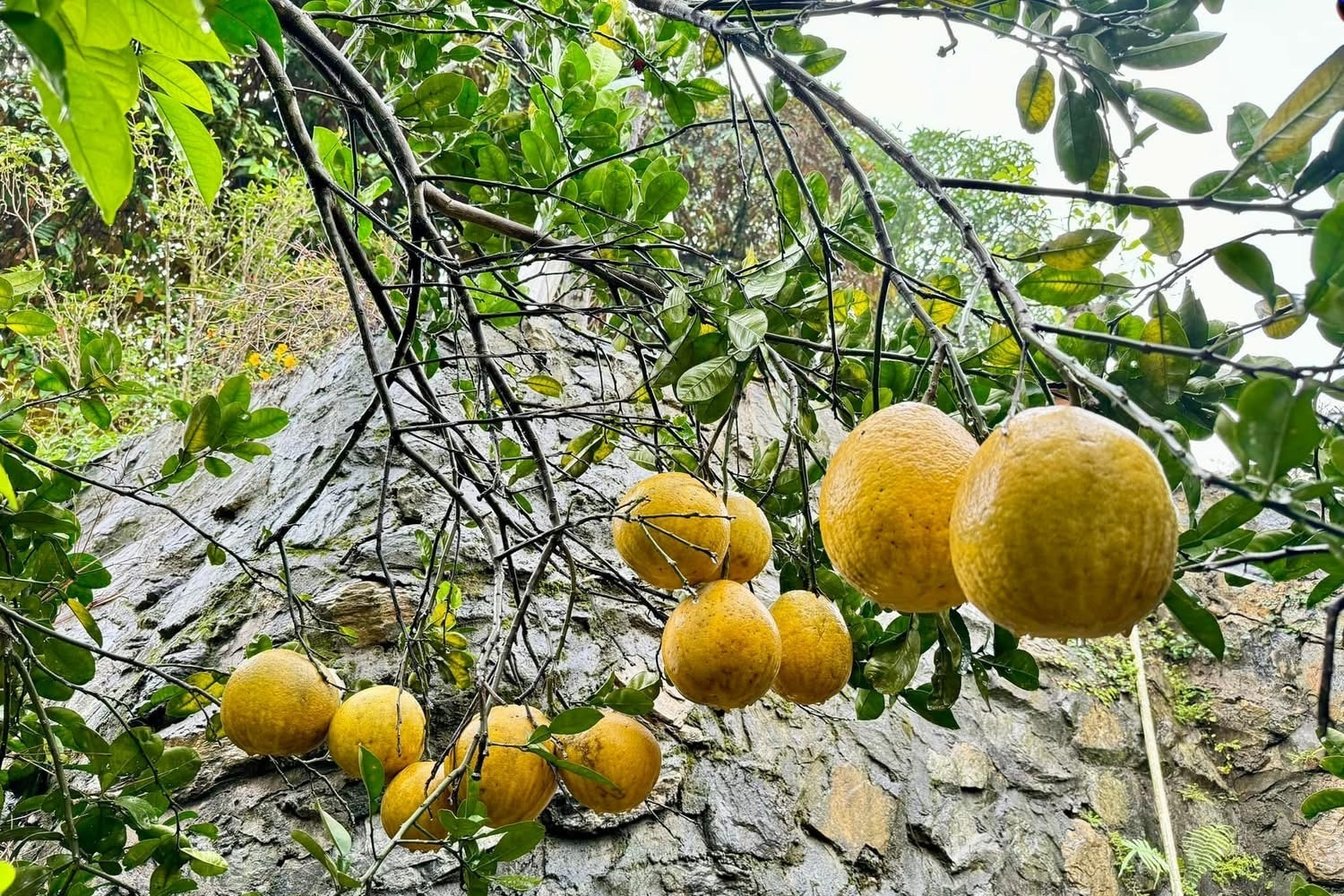 Hộ chiếu thực vật là yêu cầu bắt buộc với nhiều loại sản phẩm thực vật tại Anh