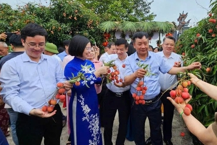 38.000 tấn vải thiều Thanh Hà sẵn sàng ra thế giới