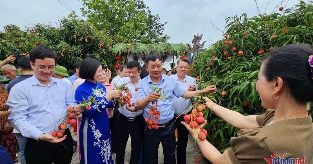 38.000 tấn vải thiều Thanh Hà sẵn sàng ra thế giới