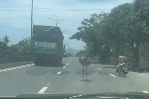 Để đà điểu ‘đại náo’ trên quốc lộ, chủ vật nuôi đối mặt mức phạt nào?