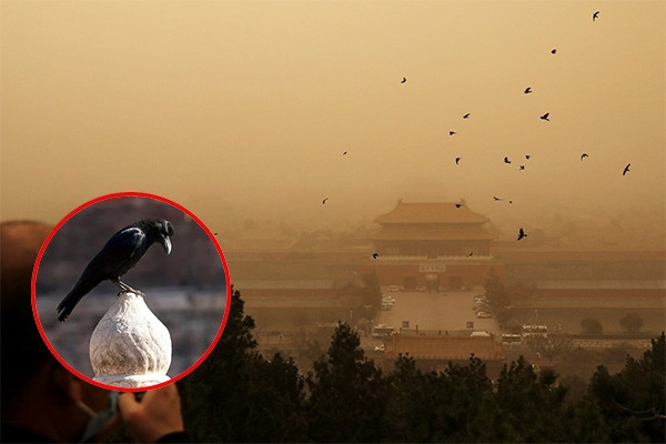 Vì sao sau 23h Tử Cấm Thành lại hút đầy quạ đen?