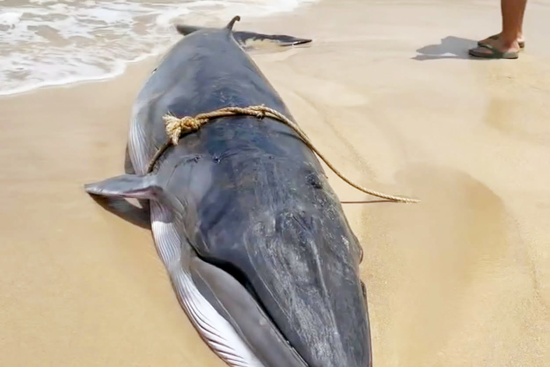 Cá voi nặng 1 tấn mắc cạn ở biển Ninh Thuận