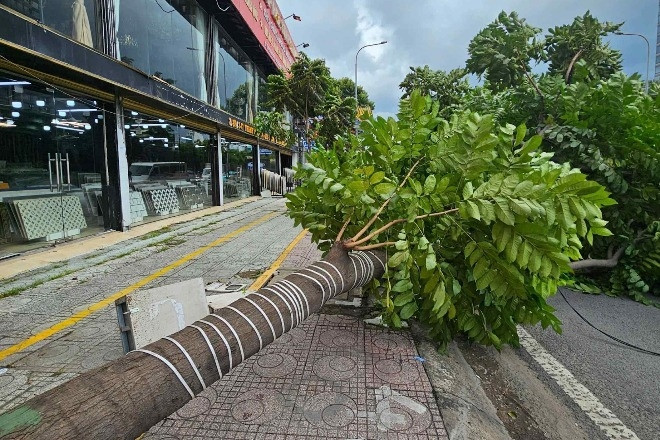 Cây xanh cao 15m bất ngờ đổ ra đường trung tâm TPHCM