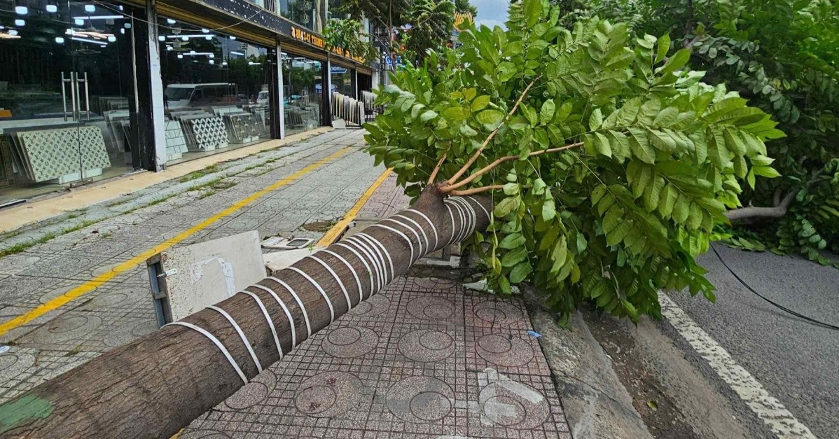 Cây xanh cao 15m bất ngờ đổ ra đường trung tâm TPHCM