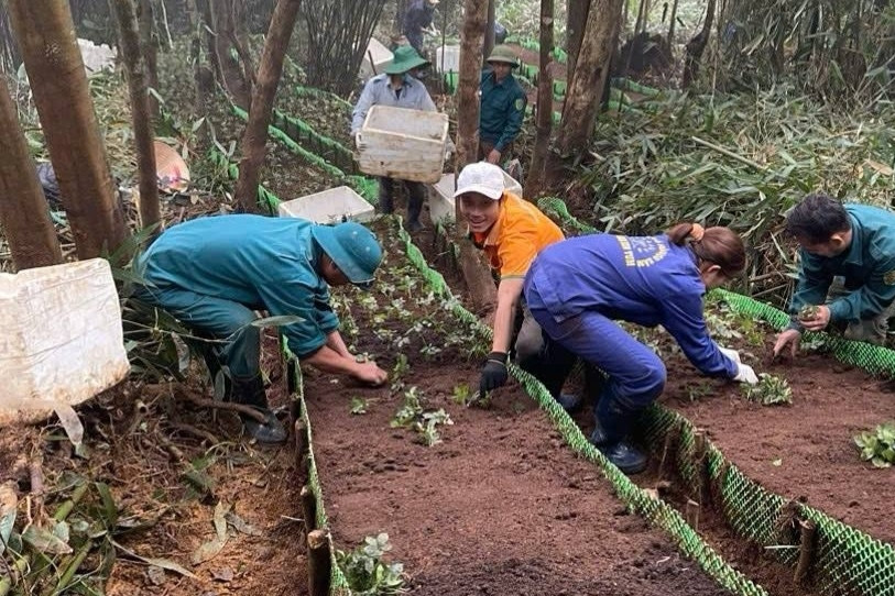 Người có duyên kỳ ngộ và khát vọng trồng cây 'thần dược' ở đỉnh Phu Xai Lai Leng