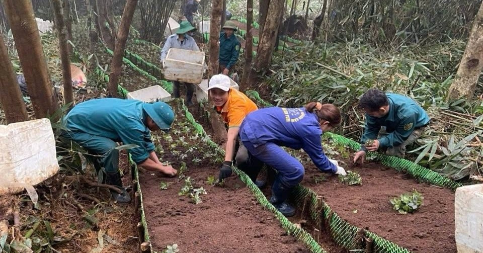 Người có duyên kỳ ngộ và khát vọng trồng cây "thần dược" ở đỉnh Phu Xai Lai Leng