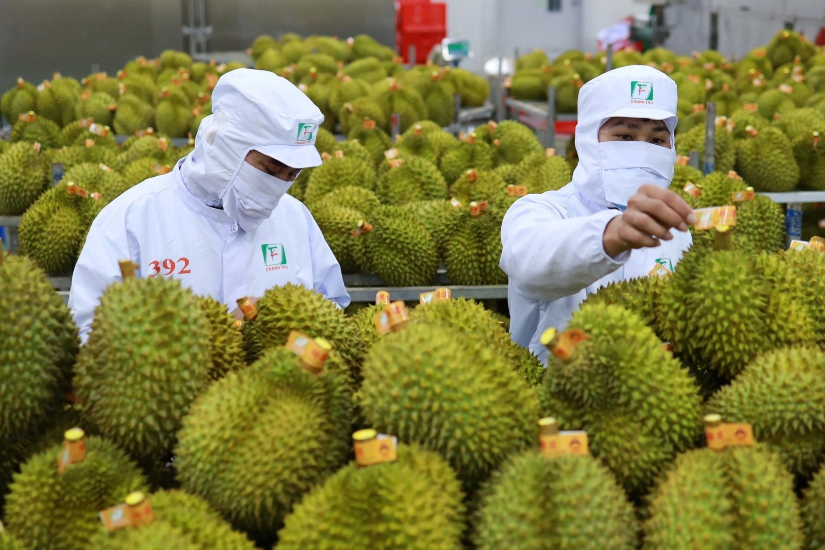 Thủ tướng chỉ đạo thúc đẩy xuất khẩu nông sản chính ngạch sang Trung Quốc
